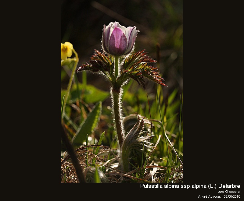 Pulsatilla alpina ssp.alpina (L.) Delarbre #16478