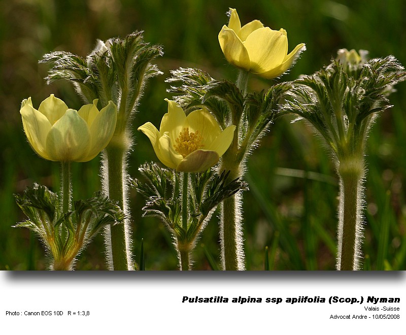 Pulsatilla alpina ssp apiifolia (Scop.) Nyman #3769