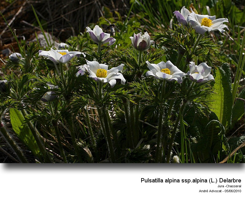 Pulsatilla alpina ssp.alpina (L.) Delarbre #16480
