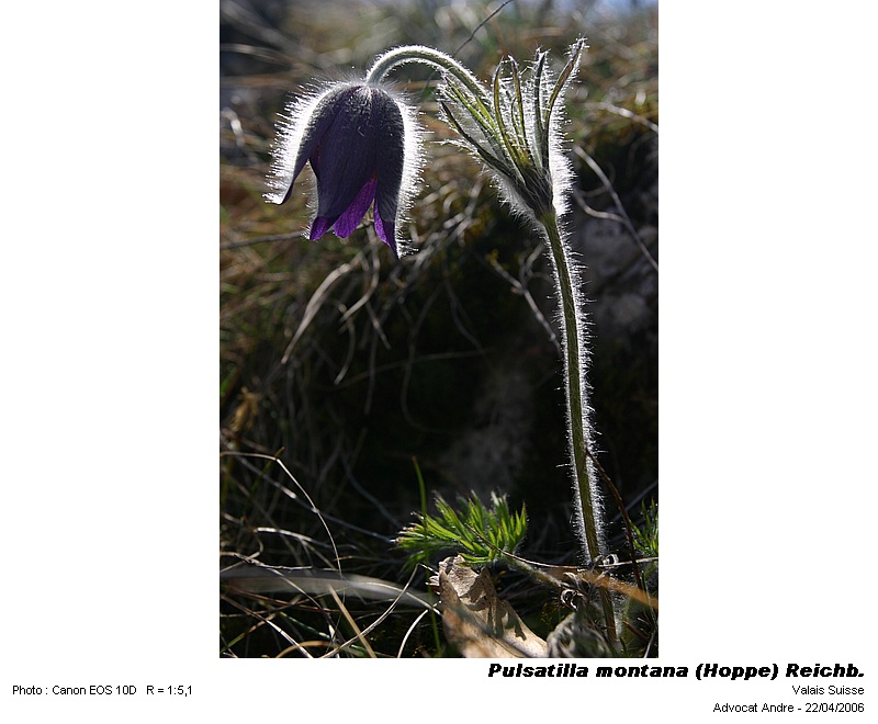 Pulsatilla montana (Hoppe) Reichb. #3729