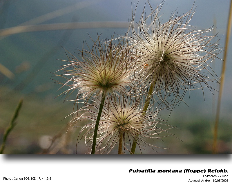 Pulsatilla montana (Hoppe) Reichb. #3909