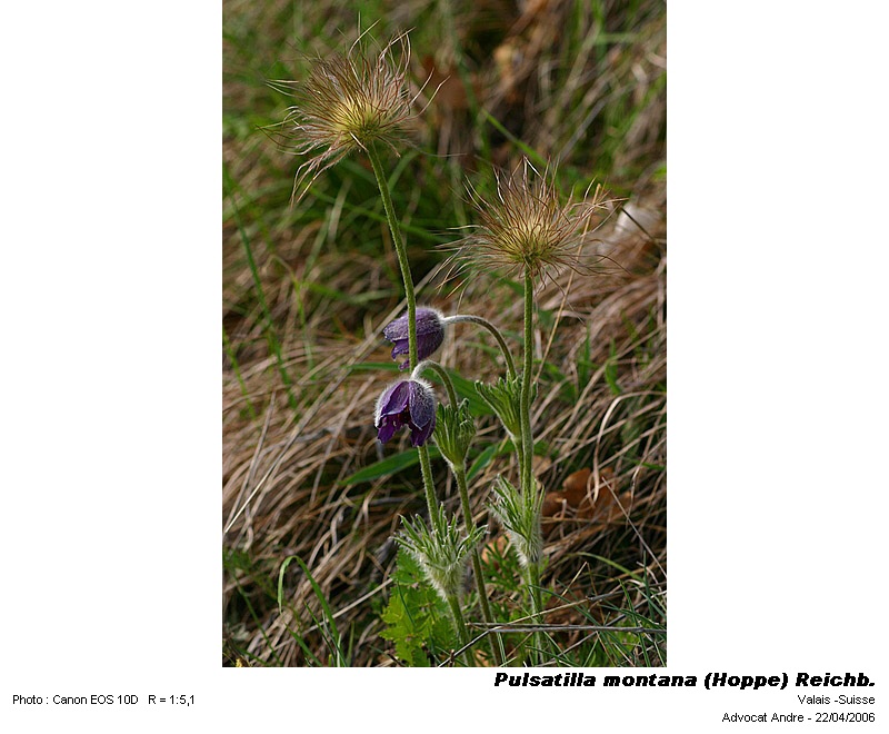 Pulsatilla montana (Hoppe) Reichb. #3730