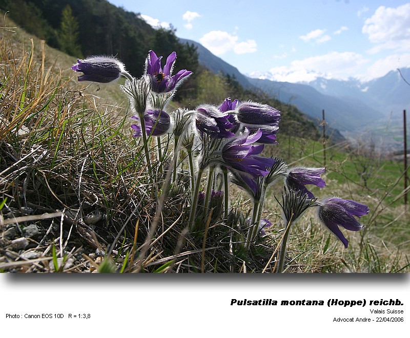 Pulsatilla montana (Hoppe) Reichb. #3728