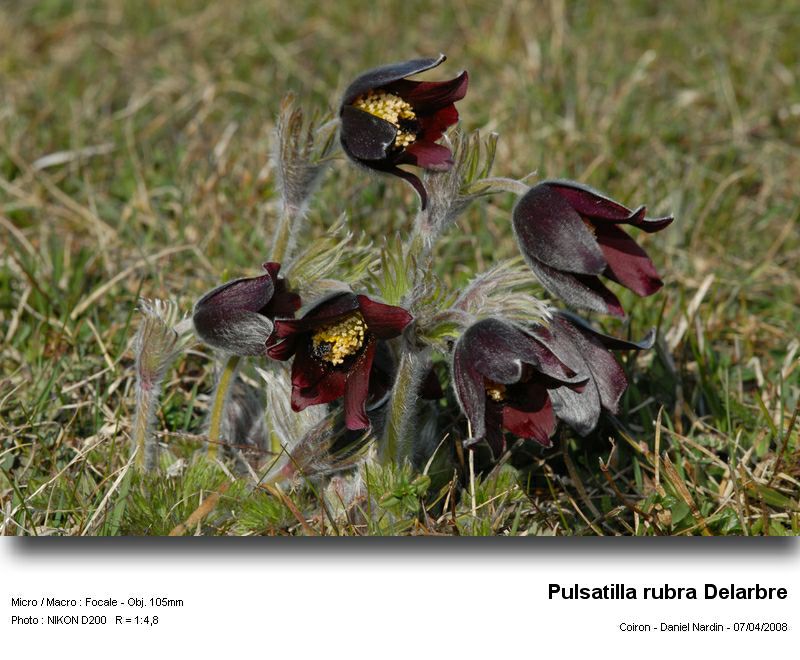Pulsatilla rubra Delarbre; anémone pulsatille rouge #3632