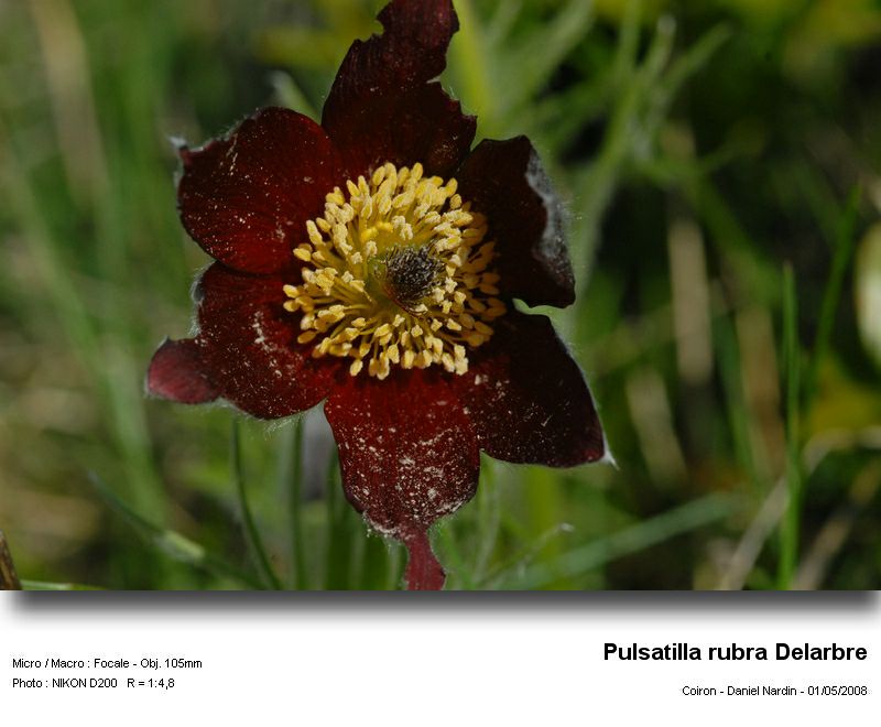 Pulsatilla rubra Delarbre; anémone pulsatille rouge #3633