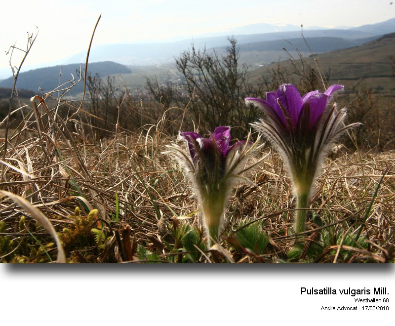 Pulsatilla vulgaris Mill. #15086