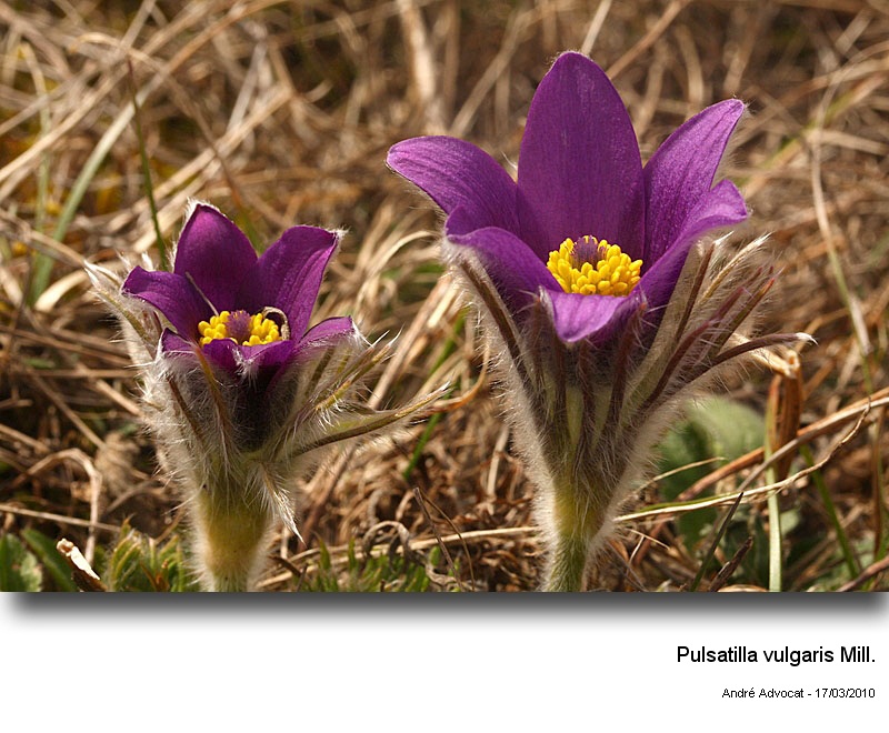 Pulsatilla vulgaris Mill. #15087