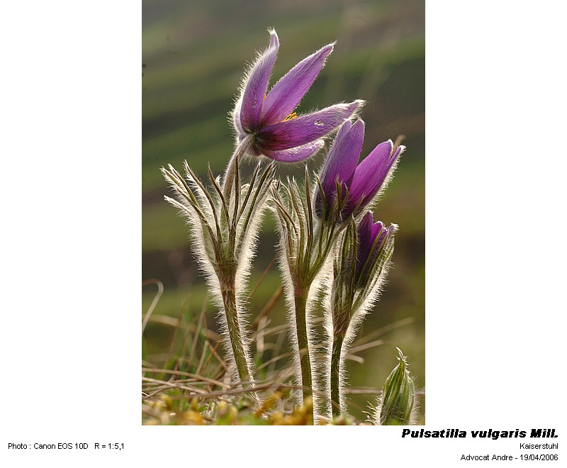 Pulsatilla vulgaris Mill. (Coquelourde) #3706