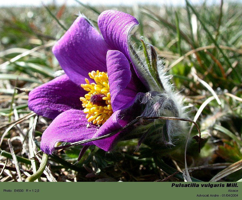 Pulsatilla vulgaris Mill. (Coquelourde) #3707