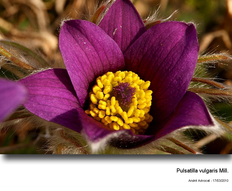 Pulsatilla vulgaris Mill. #15088