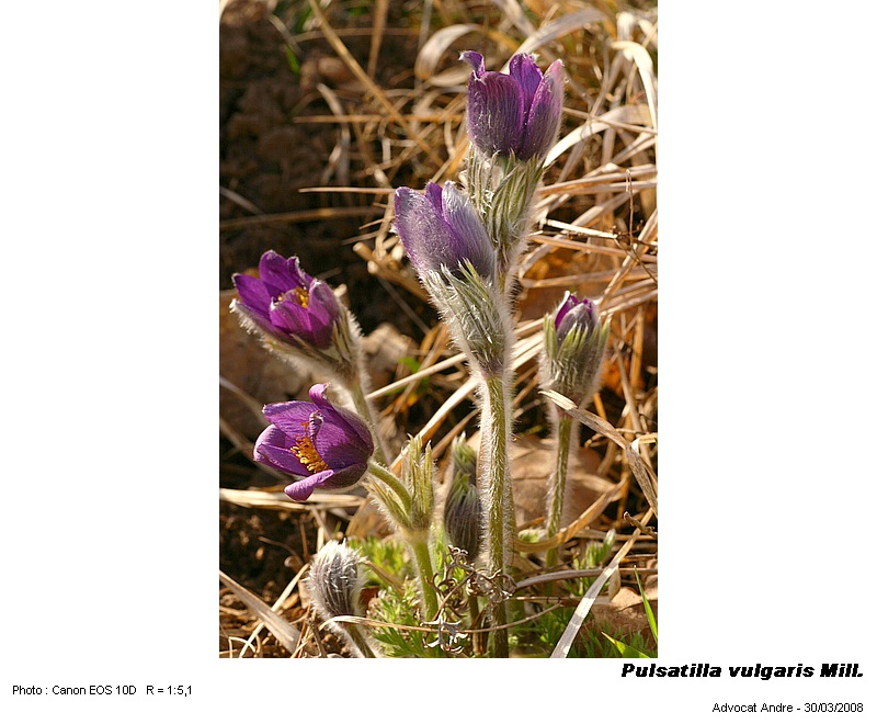 Pulsatilla vulgaris Mill. (Coquelourde) #3705