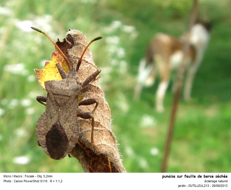 Punaise Coreus marginatus - Syromaste marginé #33492