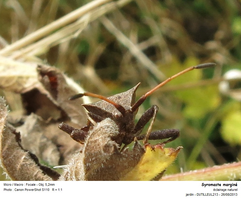 Punaise Coreus marginatus - Syromaste marginé #33489