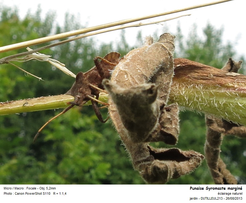 Punaise Coreus marginatus - Syromaste marginé #33491