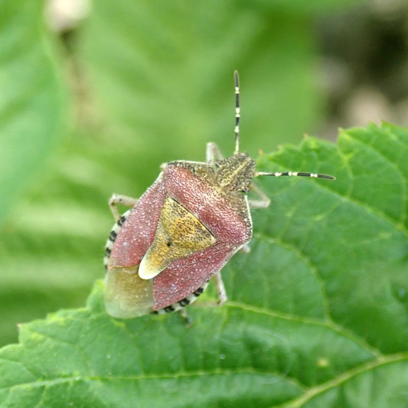 Punaise Dolycoris baccarum - Punaise des baies #59690