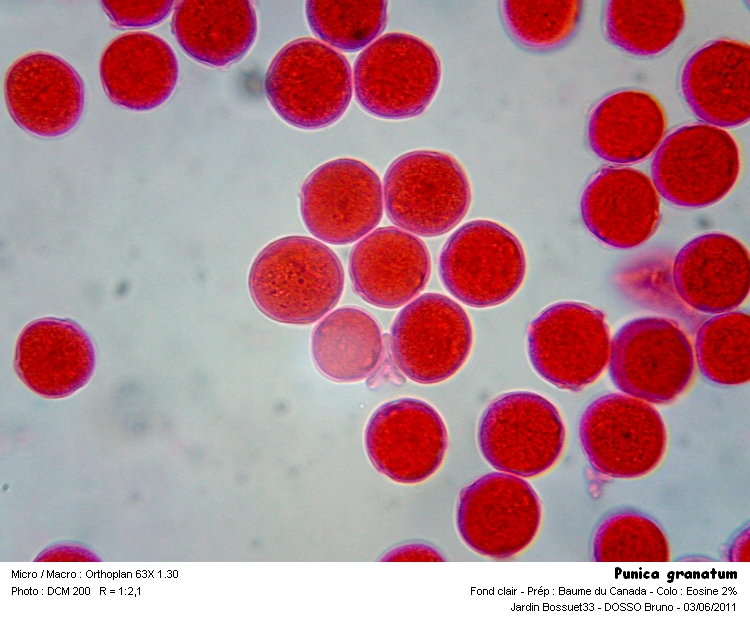 Punica granatum #22546