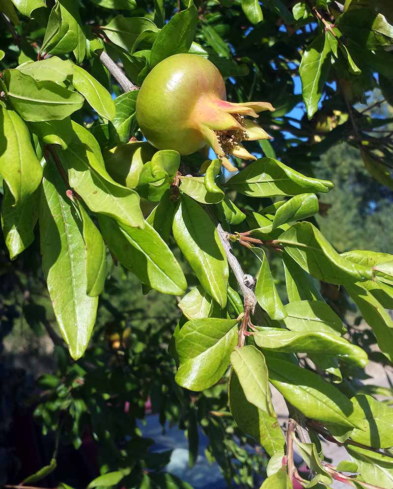Punica granatum Linné, 1753 #46507