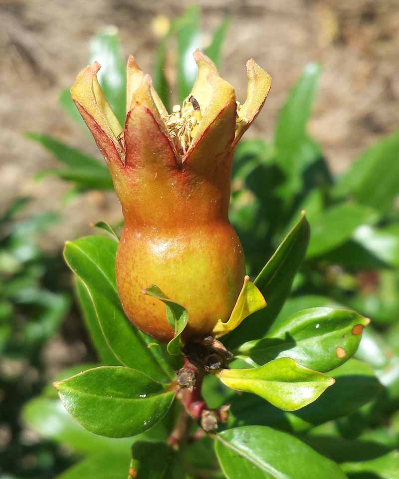 Punica granatum Linné, 1753 #46053