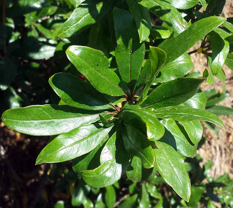 Punica granatum Linné, 1753 #46049