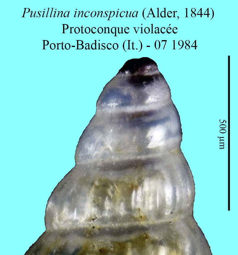 Pusillina inconspicua #53691