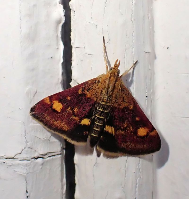 Pyrausta aurata - Pyrale de la menthe #71399