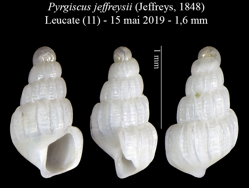 Pyrgiscus jeffreysii #61592