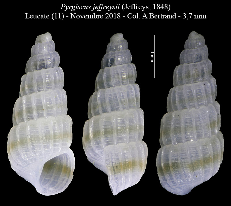 Pyrgiscus jeffreysii #58310