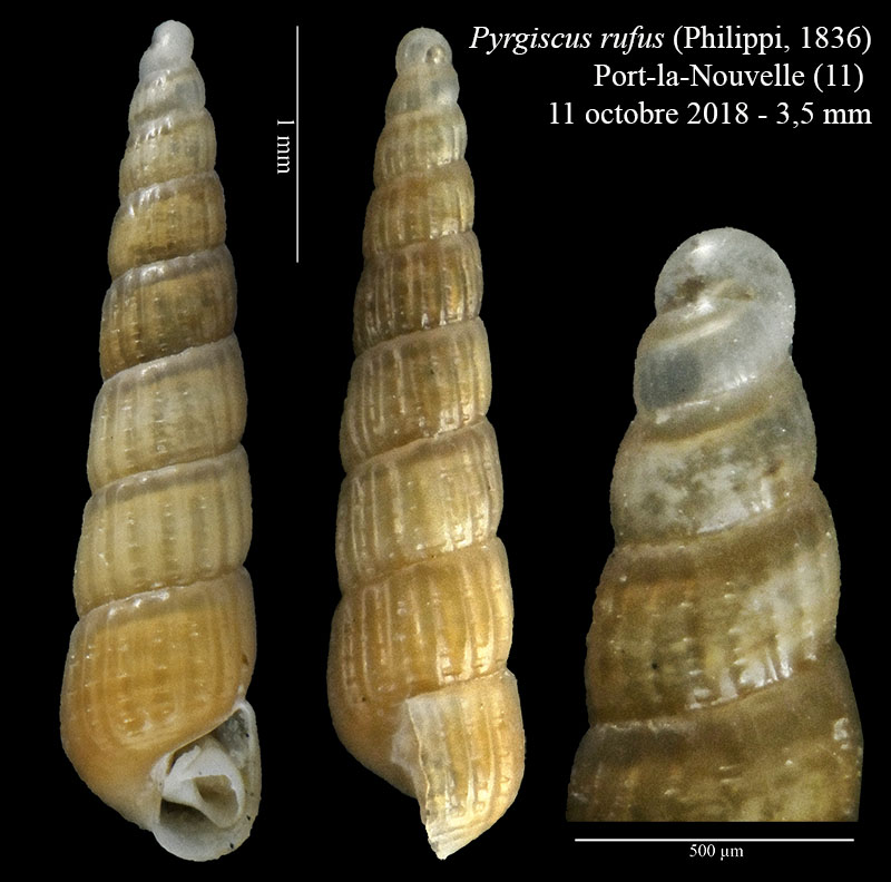 Pyrgiscus rufus #58965