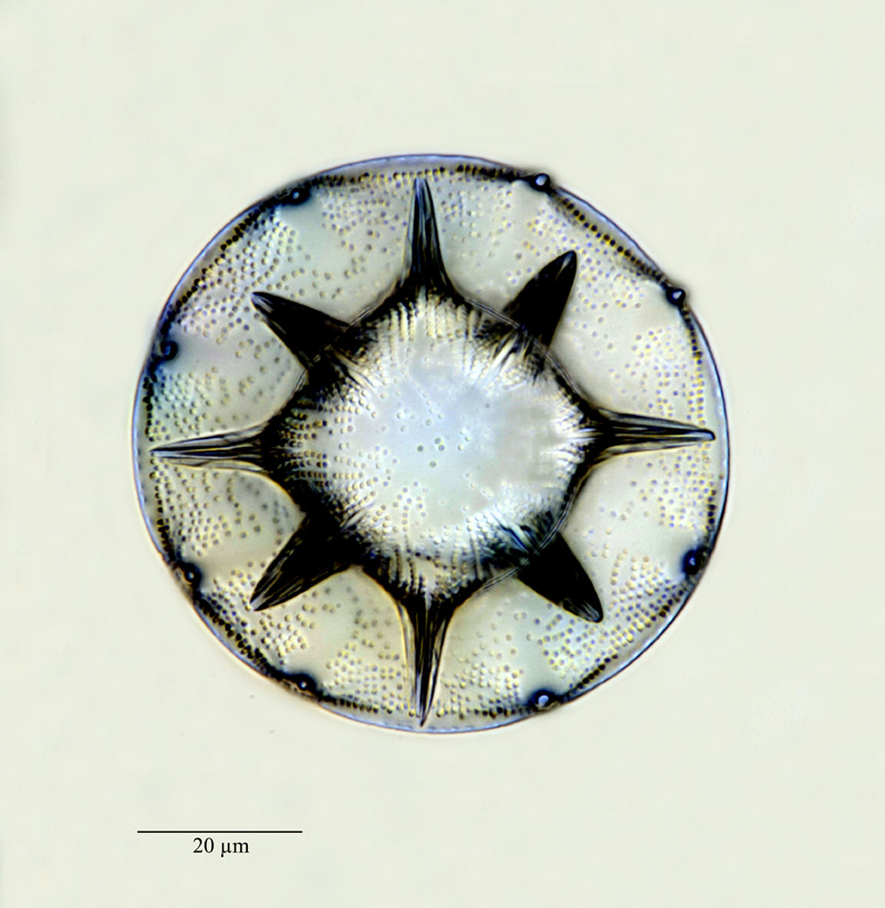 Pyrgodiscus armatus Kitton #23326