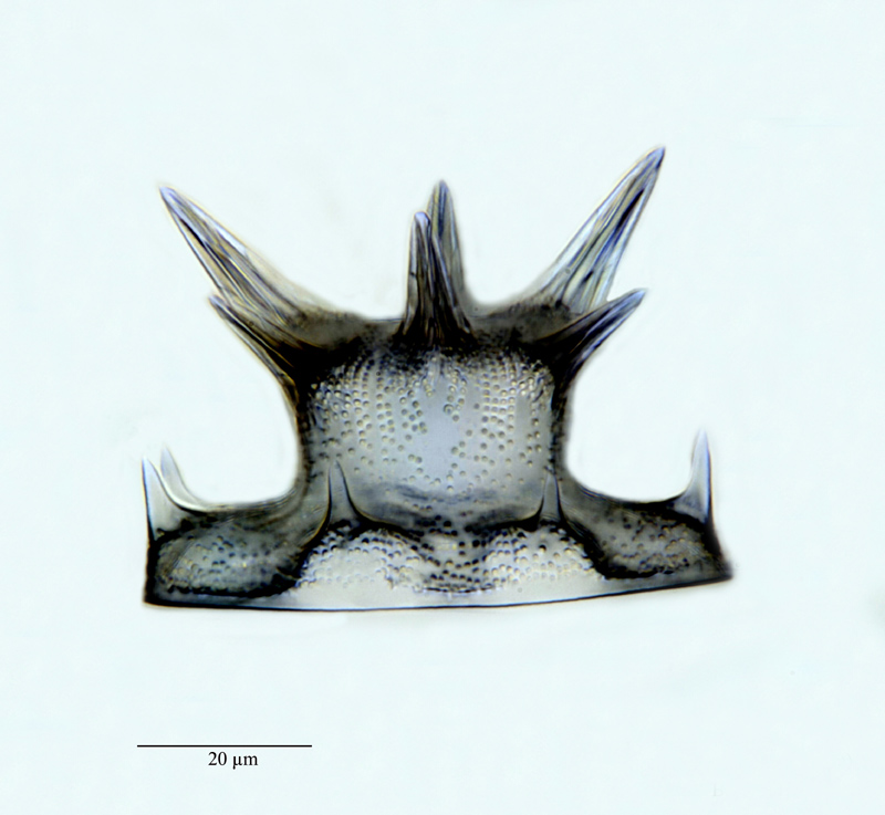 Pyrgodiscus armatus Kitton #23327