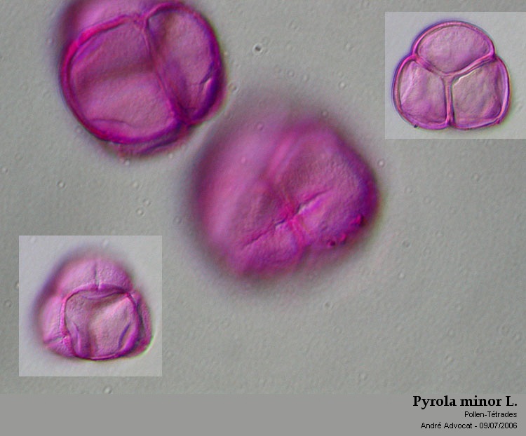 Pyrola minor L. #20358