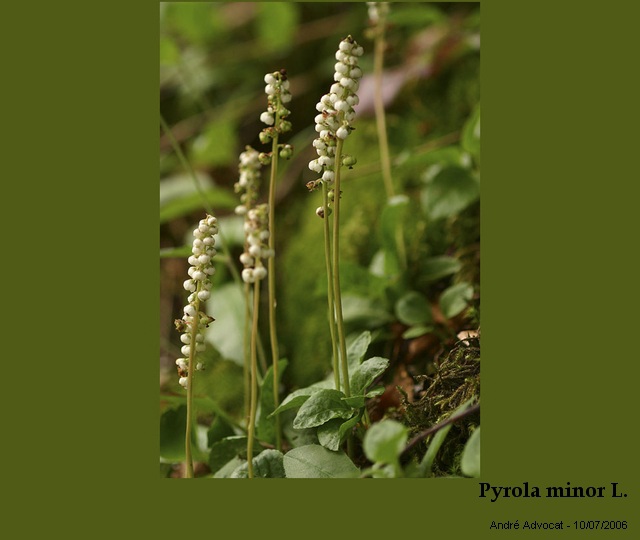 Pyrola minor L. #20357