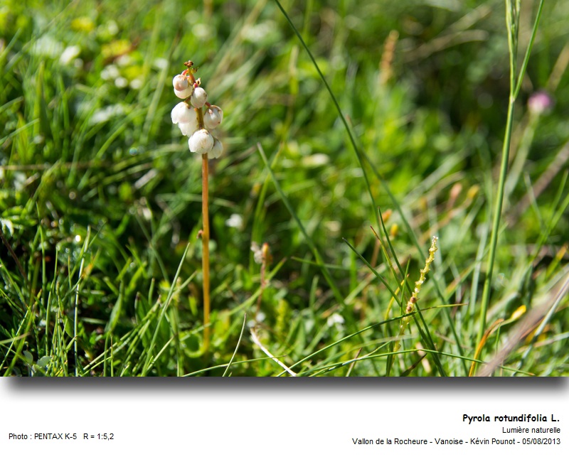 Pyrola rotundifolia L. #33138