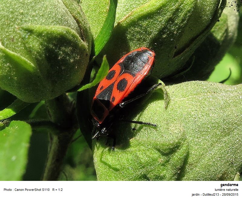 Pyrrhocoris apterus - Gendarme #43470
