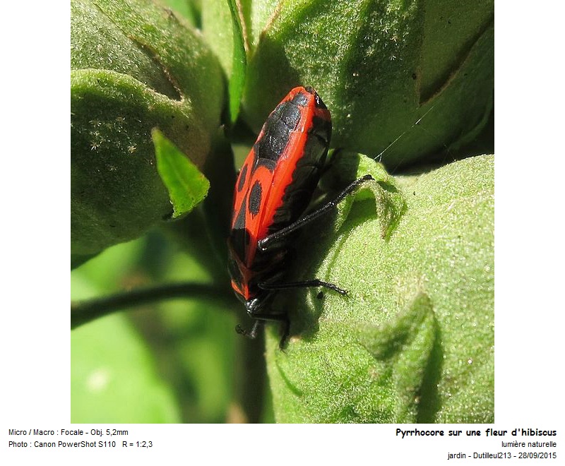 Pyrrhocoris apterus - Gendarme #43468