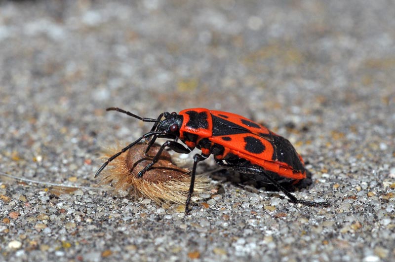 Pyrrhocoris apterus #54626
