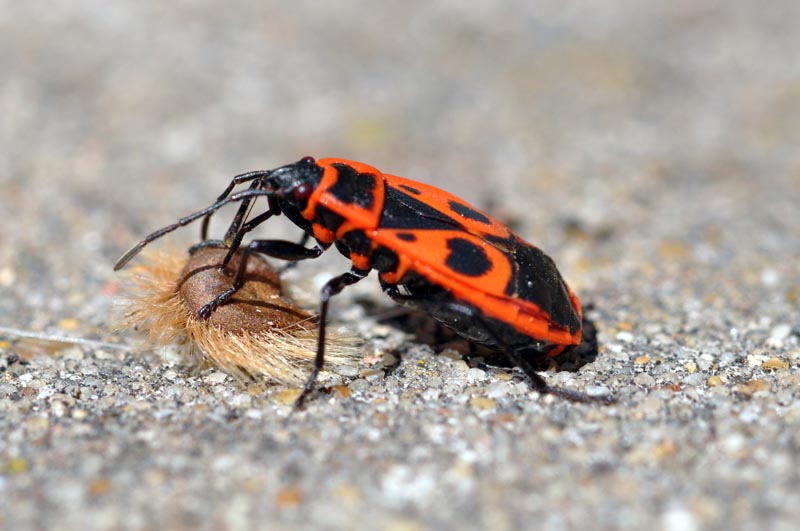 Pyrrhocoris apterus #54625