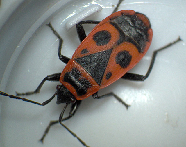 Pyrrhocoris apterus - Pyrrhocoridés #3117
