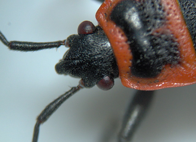 Pyrrhocoris apterus - Pyrrhocoridés #3118