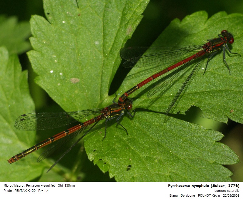 Pyrrhosoma nymphula (Sulzer, 1776) #10720