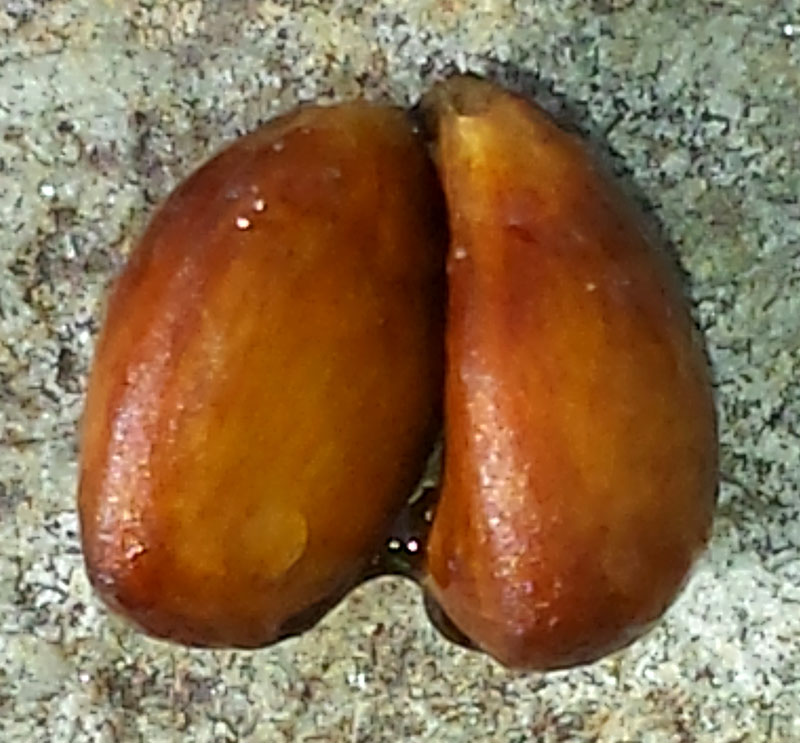 Pyrus spinosa #53737