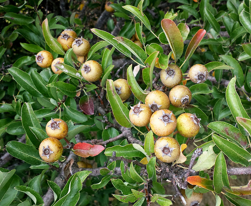 Pyrus spinosa #53734