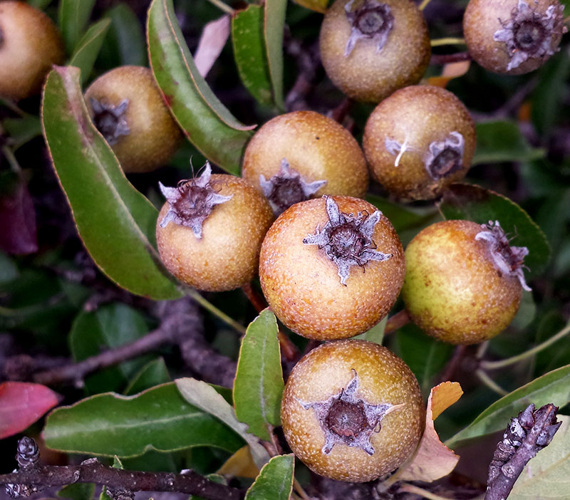 Pyrus spinosa #53735