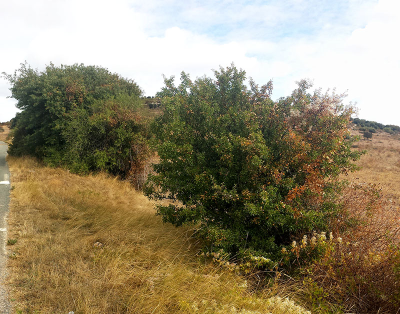 Pyrus spinosa #53732
