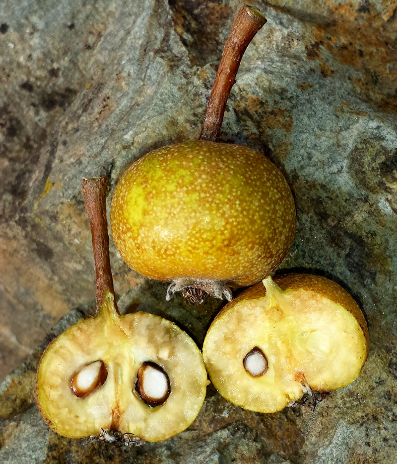 Pyrus spinosa #53736