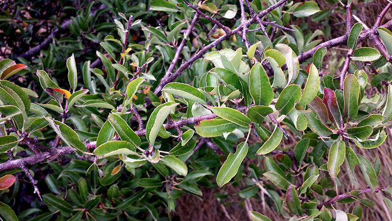 Pyrus spinosa #53733
