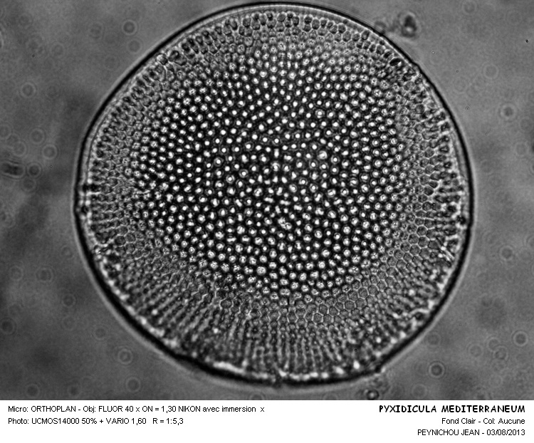 PYXIDICULA MEDITERRANEUM #33036