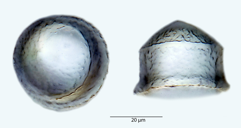 Pyxilla dubia #41841