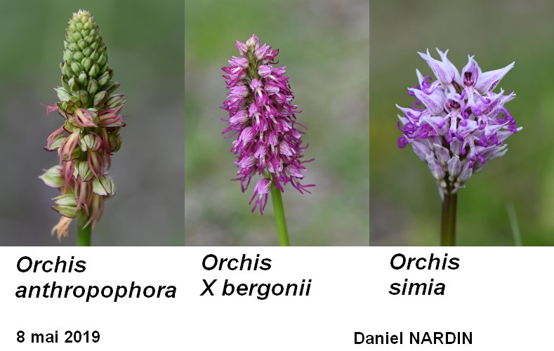 Quelques hybrides d orchidées dromoises #59359