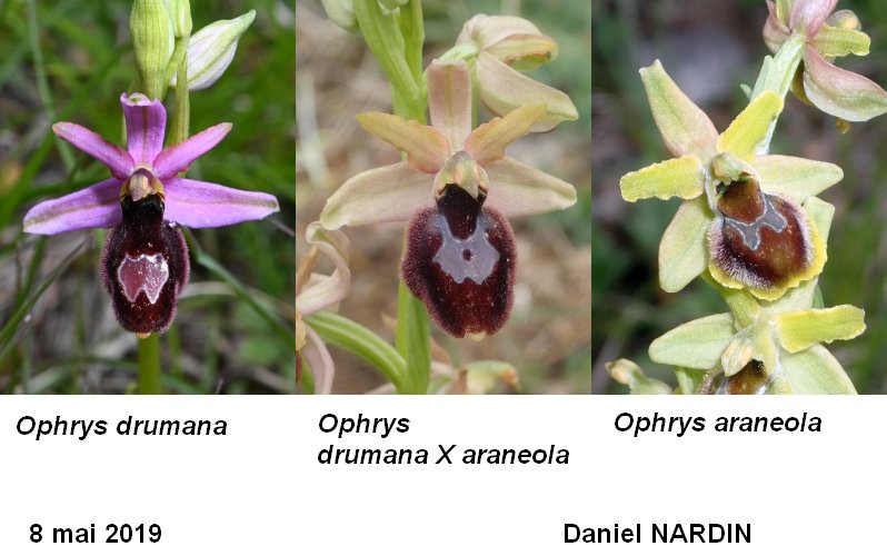 Quelques hybrides d orchidées dromoises #59361